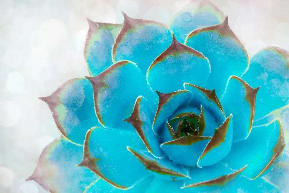 Blue-green succulent photographed close up